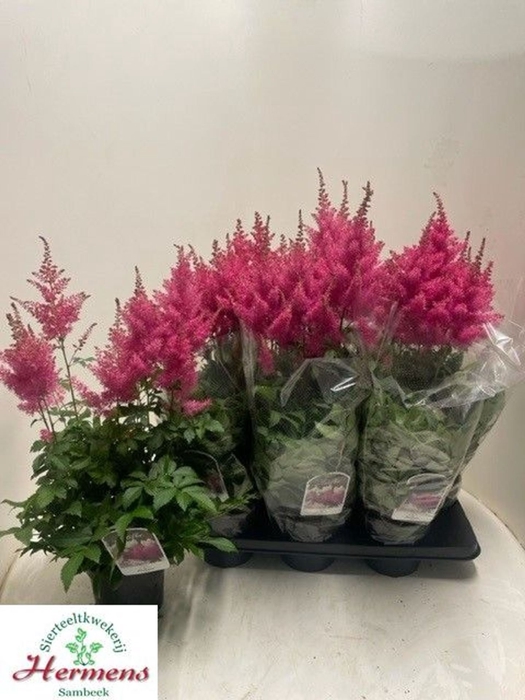 <h4>Astilbe (Arendsii Grp) Drum and Bas</h4>
