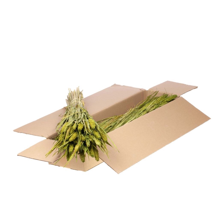 <h4>Setarea italica sb green</h4>