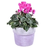 Cyclaam mini gemengd in stenen pot