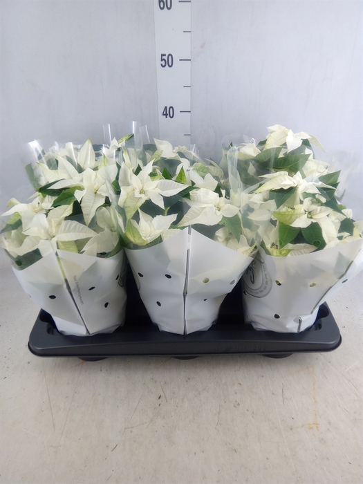 <h4>Euphorbia pulc. 'Princ White'</h4>