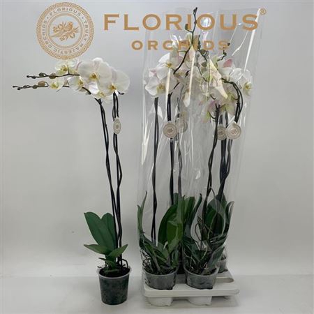 <h4>Phal Ov Wit</h4>