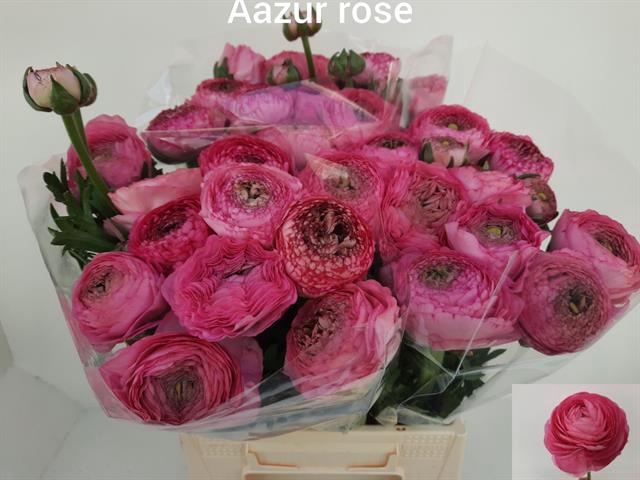 <h4>Ranunculus aazur rose</h4>
