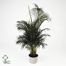 DYPSIS LUTESCENS