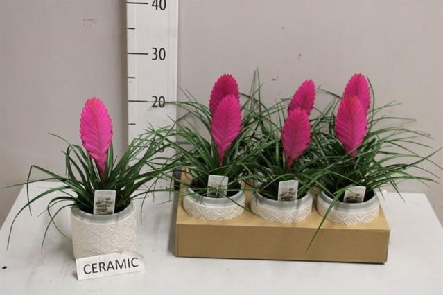 <h4>ARR TILLANDSIA</h4>