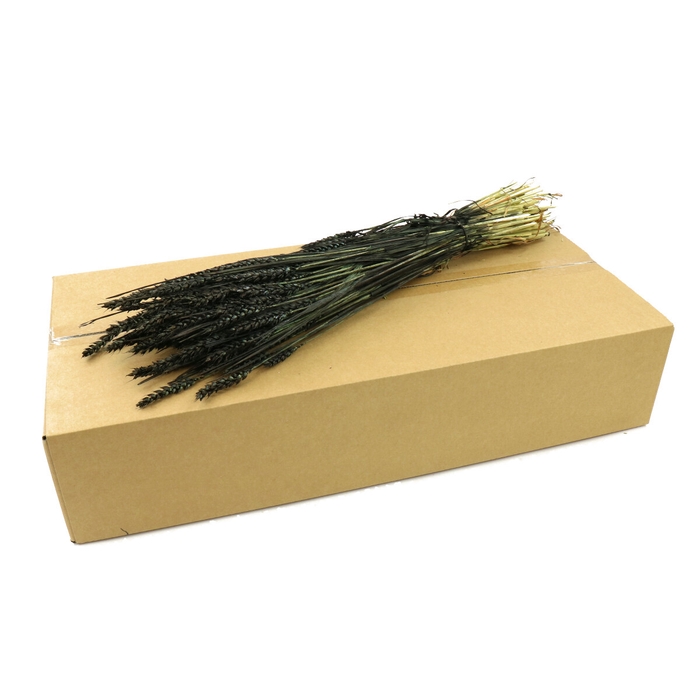 <h4>Dried flowers/box Wheat</h4>