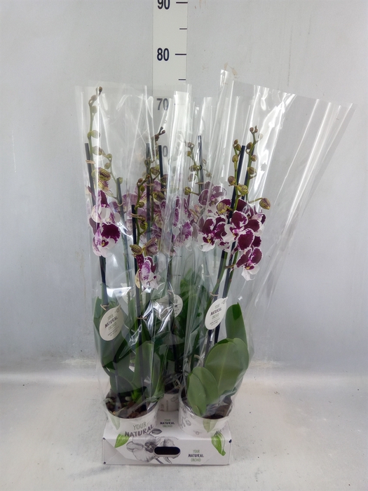 <h4>Phalaenopsis 'fc Untold Storie'</h4>