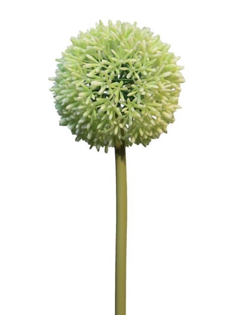 <h4>DF13-883020200 - Allium globemaster 68cm crm/grn</h4>