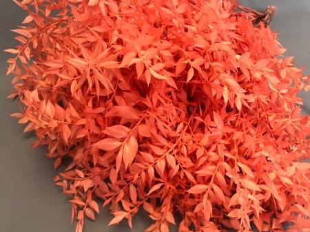 <h4>Dried ruscus paint orange</h4>