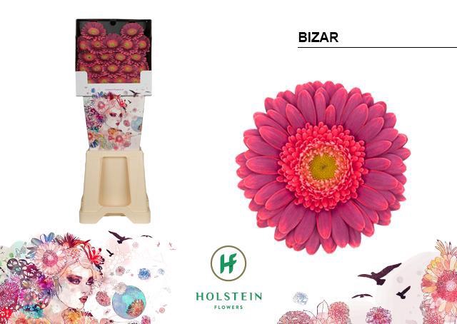 <h4>Germini diamond bizar</h4>