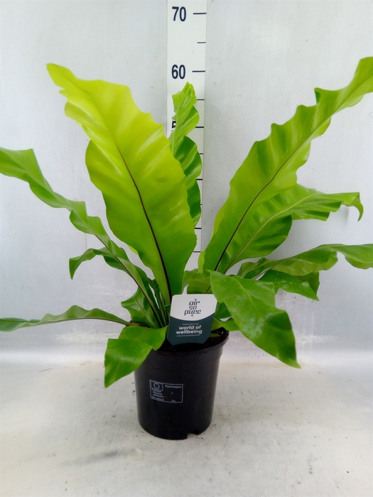 <h4>Asplenium Nidus</h4>