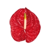 ANT TROPICAL 11/13 040 CM DIAM MIN 11 CM VERMELHO