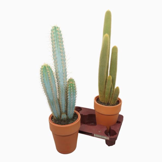 Cactus mix 18Ø 80cm