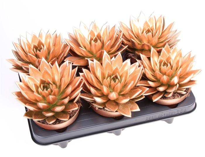 <h4>Echeveria  'Miranda'</h4>