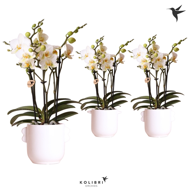 <h4>Kolibri Orchids Phalaenopsis 3 spike in Ears pot white</h4>