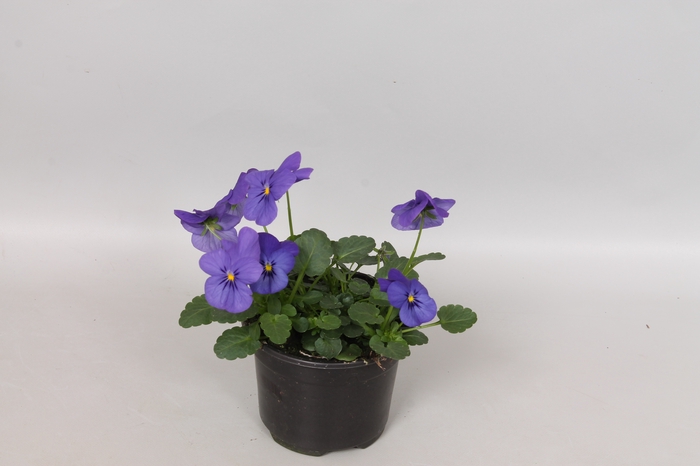 <h4>Viola cornuta F1 Blue</h4>