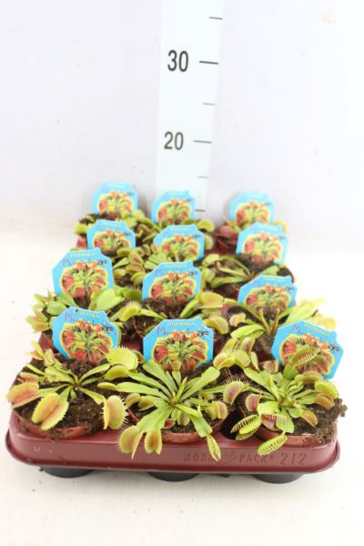 <h4>Dionaea Muscipula</h4>