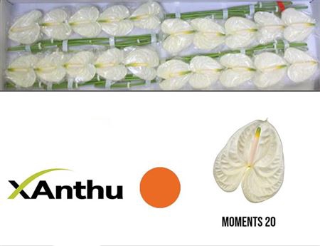 <h4>Anth A Moments</h4>