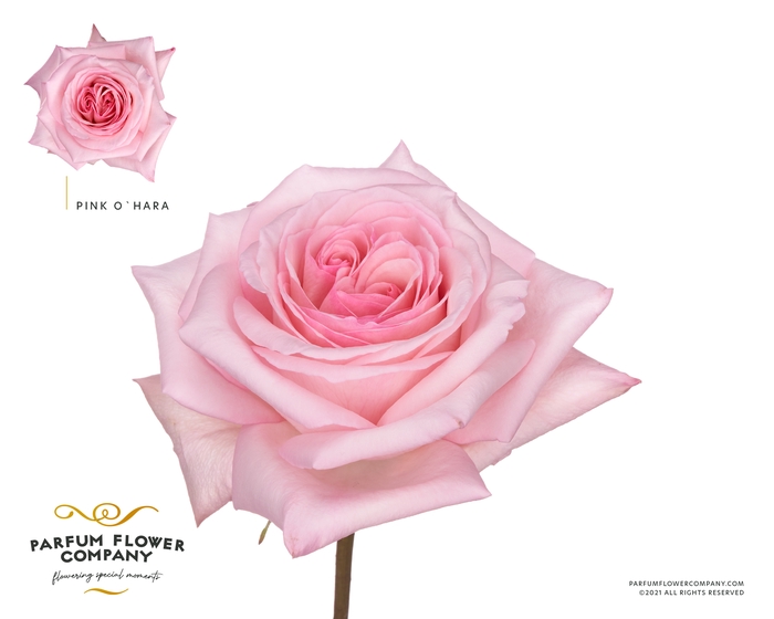 <h4>Rosa Parfum Pink O Hara</h4>