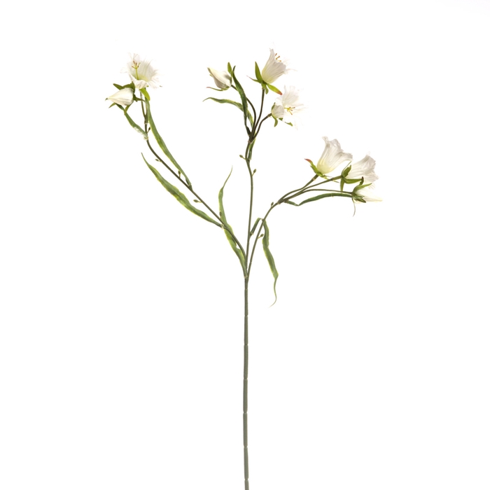 <h4>Af Campanula L66cm Creme</h4>