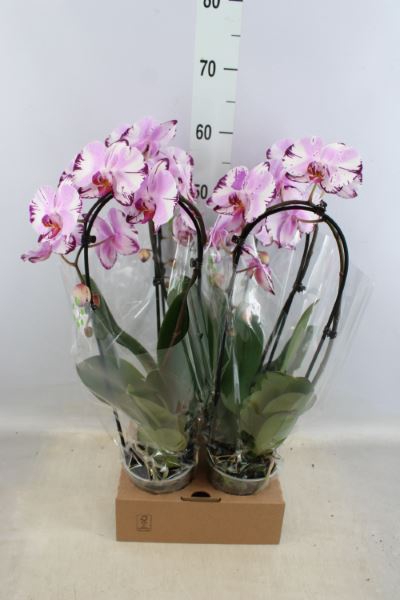<h4>Phalaenopsis 'elegant Cascade'</h4>