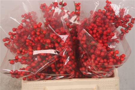 <h4>Ilex verticillata red</h4>