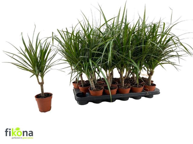 <h4>DRA MARGINATA</h4>