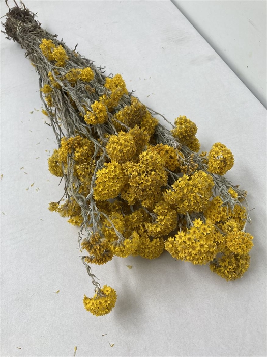<h4>Dried Helipterum Sanfordi</h4>