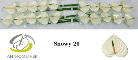 <h4>Anthurium snowy</h4>