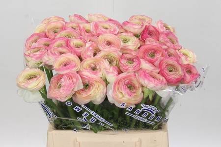 <h4>Ranunculus clooney felicitade dark</h4>