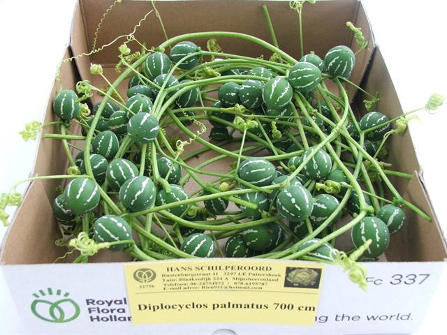 <h4>DIPLOCYCLOS PALMATUS 700CM</h4>