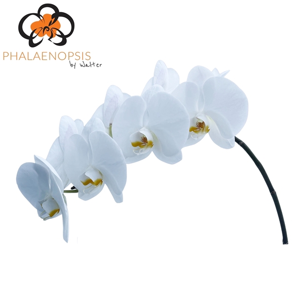 <h4>Phalaenopsis magnificent maliha (per flower)</h4>