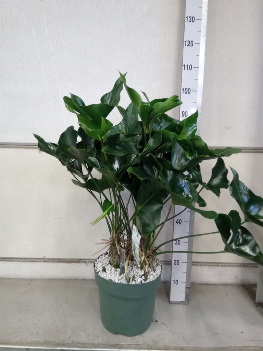 <h4>Anthurium 'arrow'</h4>