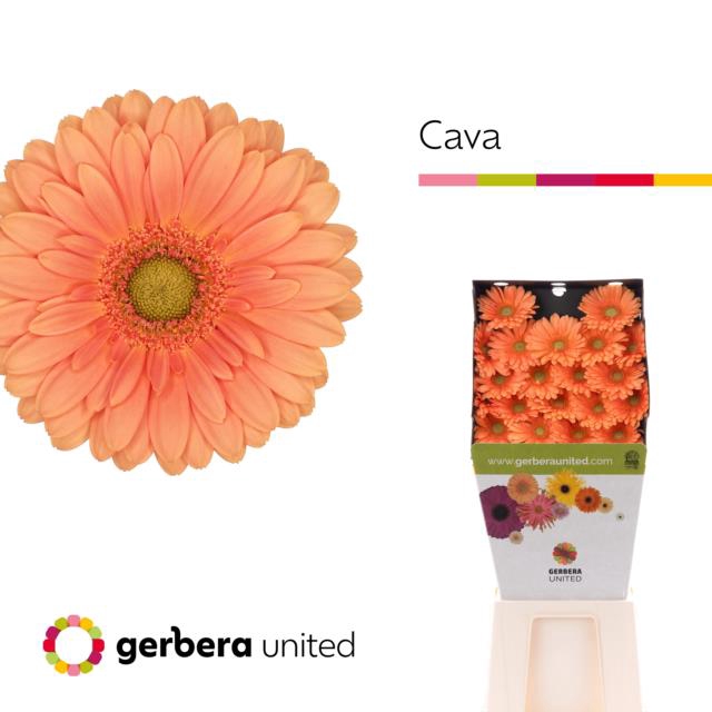<h4>Germini diamond cava</h4>