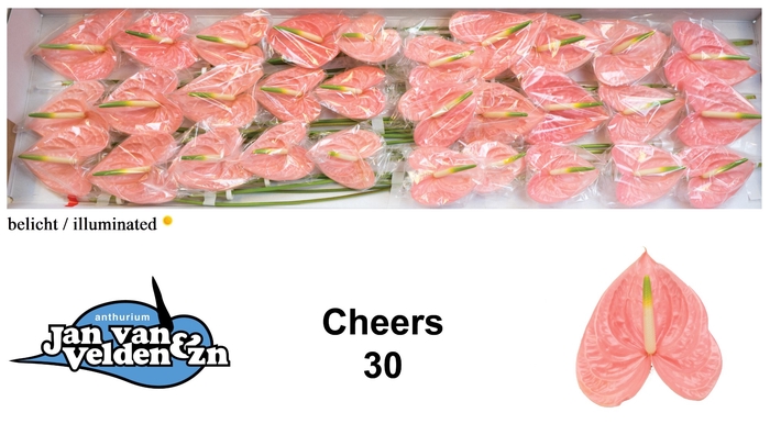 <h4>Cheers 50</h4>