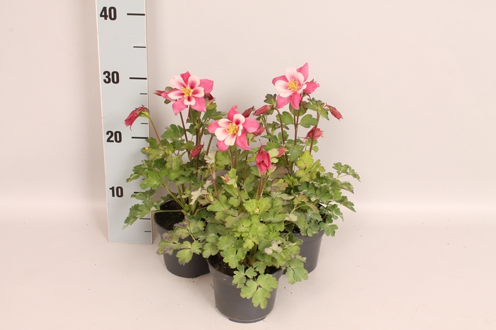 <h4>Vaste planten 12 cm Aquilegia Rose & Pink</h4>