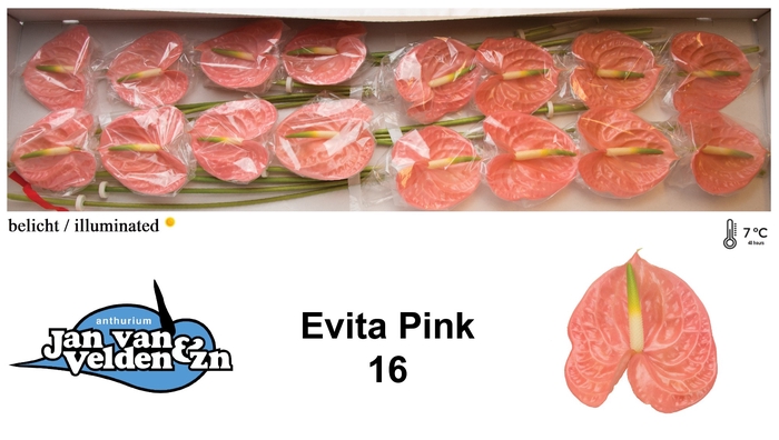 <h4>Evita Pink 16</h4>