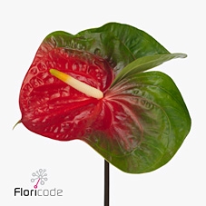 <h4>Anthurium amigo improve</h4>