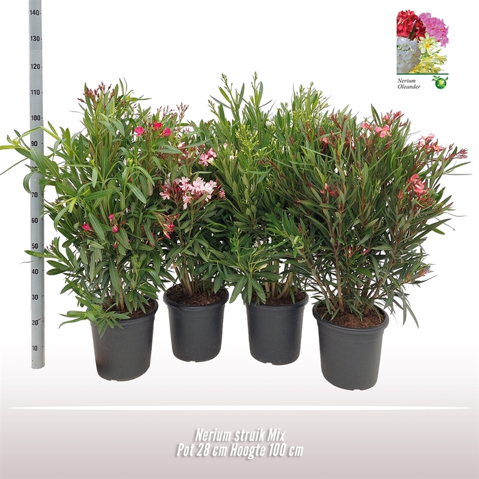 <h4>Nerium Oleander ...</h4>