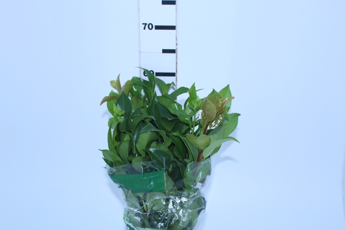 <h4>FOLHAGEM CAMELIA</h4>