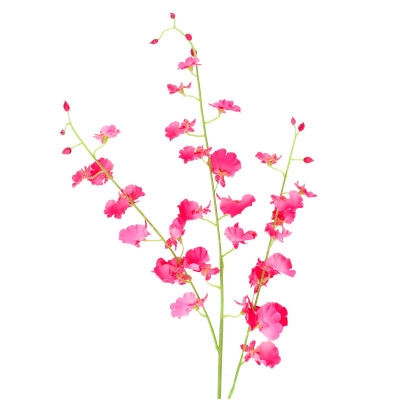 <h4>Orchid Dancing 80cm Gl 4 Cn Gl</h4>