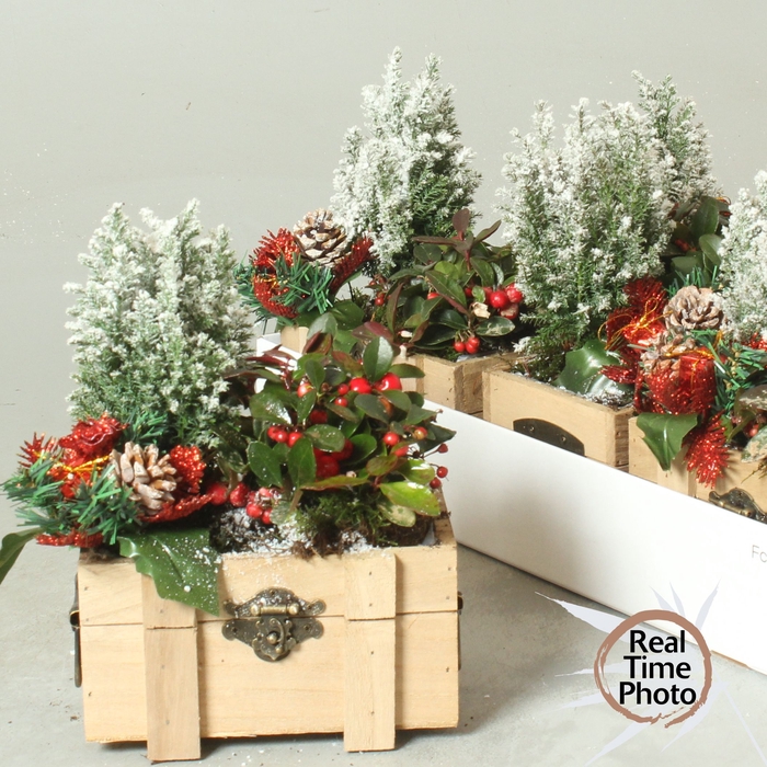 <h4>ARR TUINPLANTEN</h4>