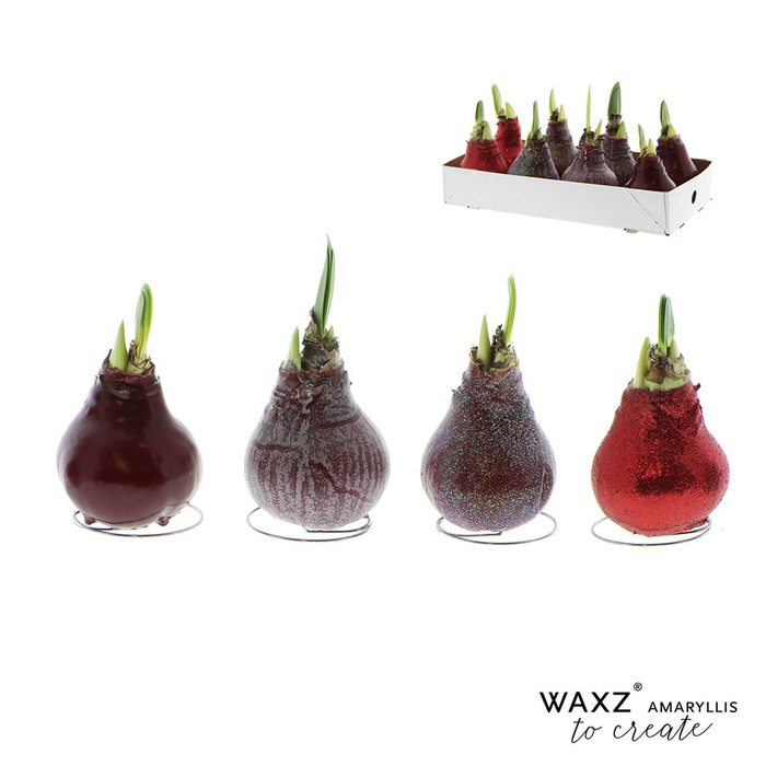<h4>arr4 Amaryllis VH - Wax to create bordeaux</h4>