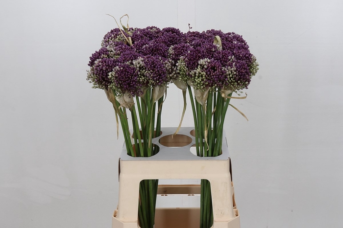<h4>Allium Purple Mystery</h4>