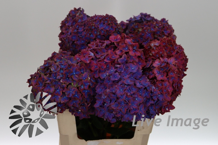 <h4>Hydrangea festival</h4>