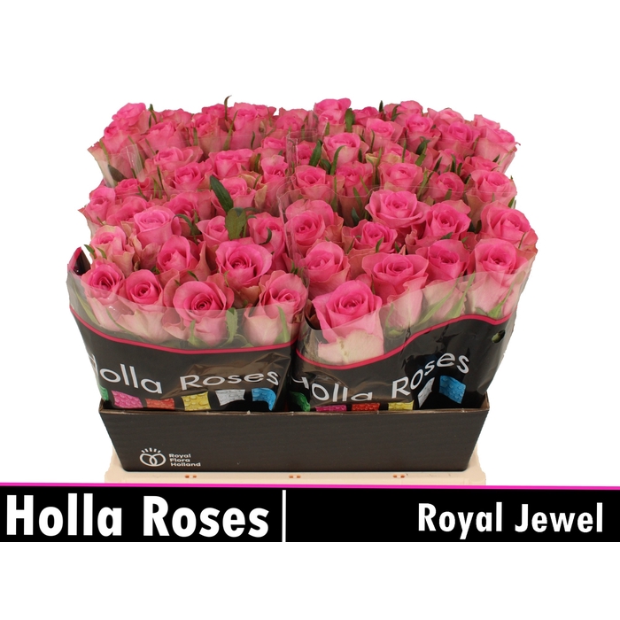<h4>R GR ROYAL JEWEL</h4>