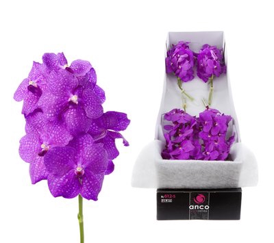 <h4>Vanda nitaya hot magenta per stem</h4>