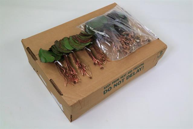 <h4>Leaf galax urceolata per bunch (incl roots)</h4>