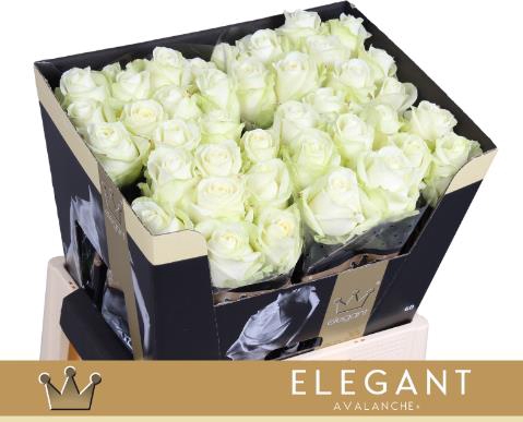 <h4>Rosa la avalanche+</h4>