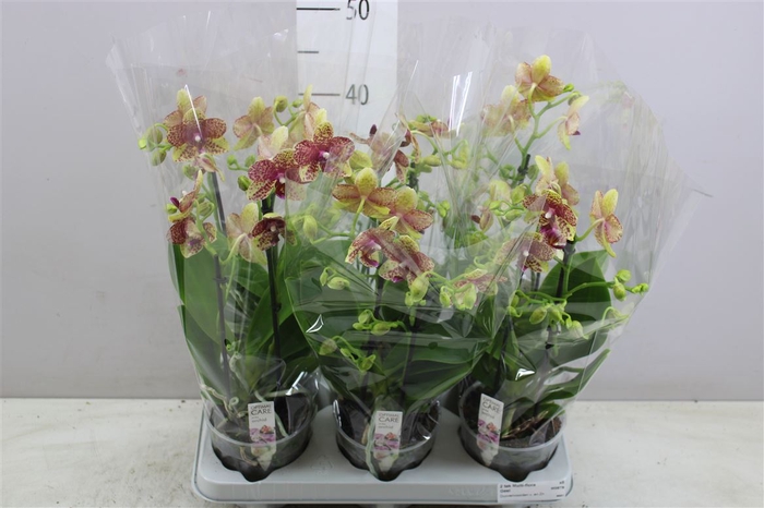 <h4>Phal Multifl Geel Spikkel 2 Tak</h4>