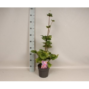 vaste planten 19 cm  Anemone Serenade
